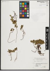 Foto von Salix herbacea L.